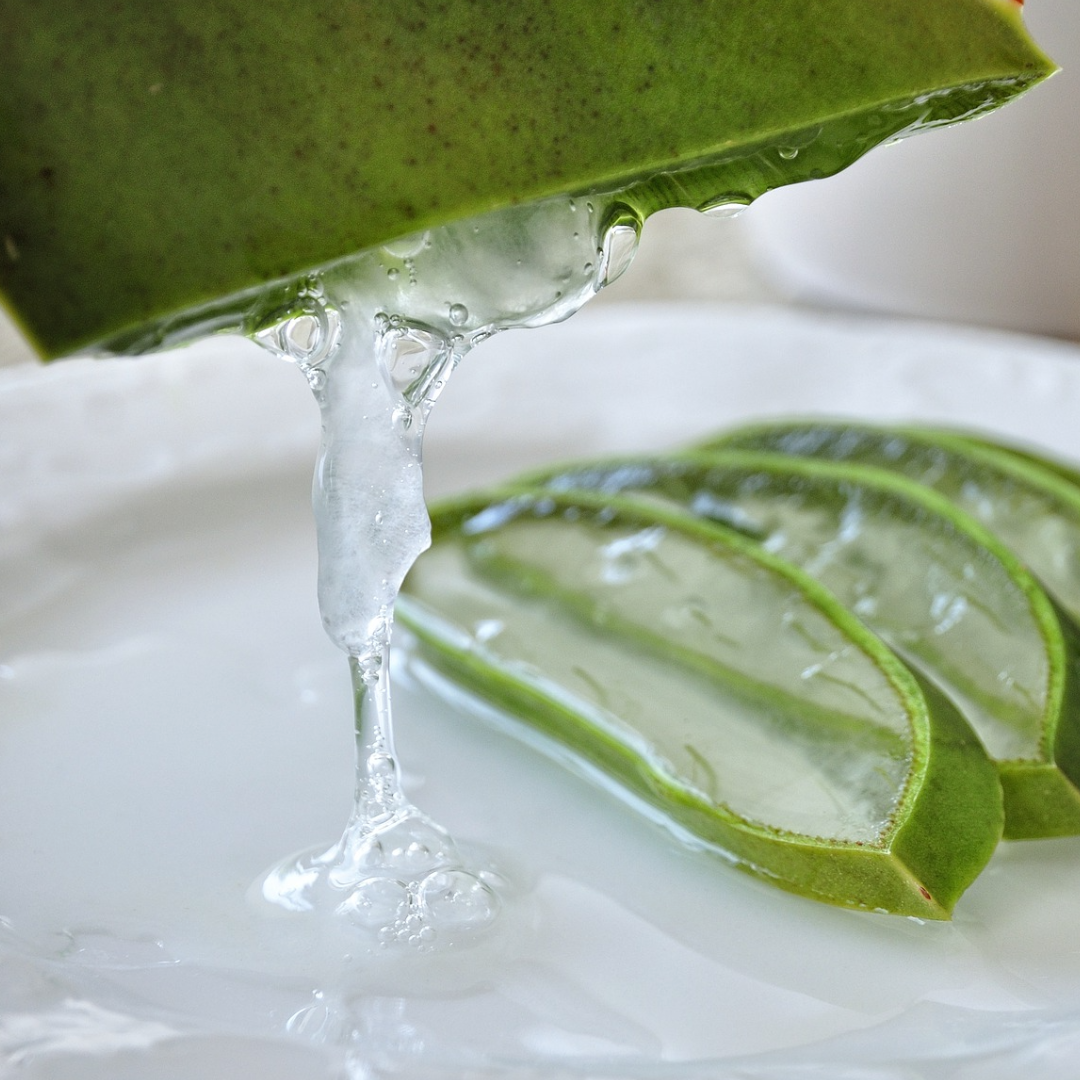 Aloe Vera 