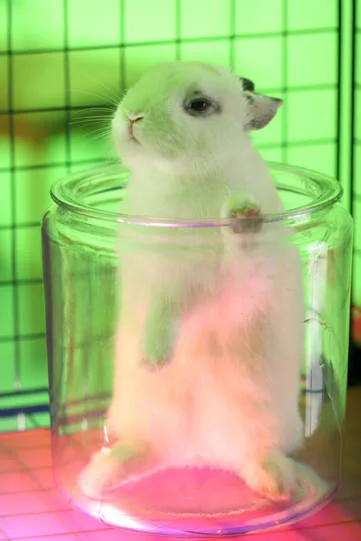 Tierversuche , Hase im Glas