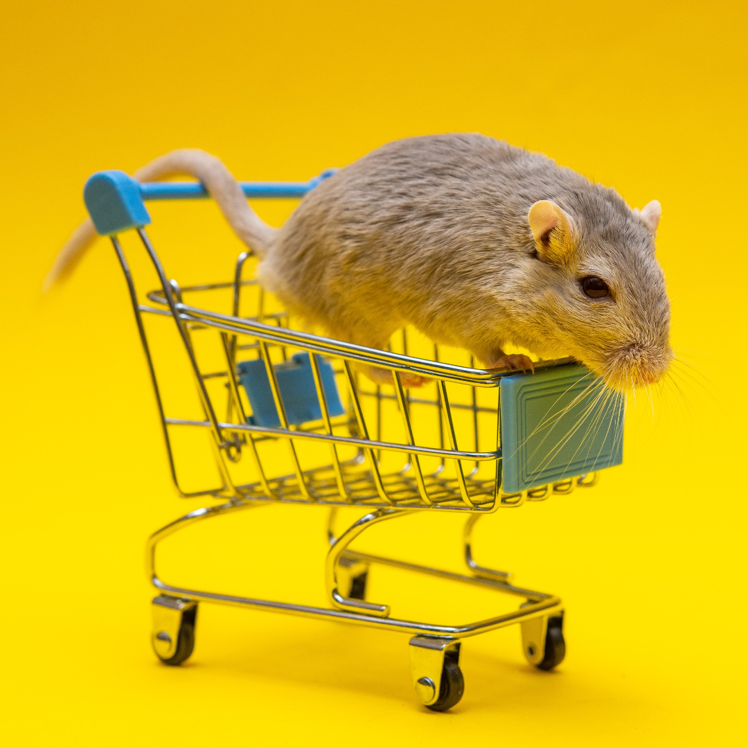Ratte im Einkaufswagen - Tierversuche für Lebensmittel