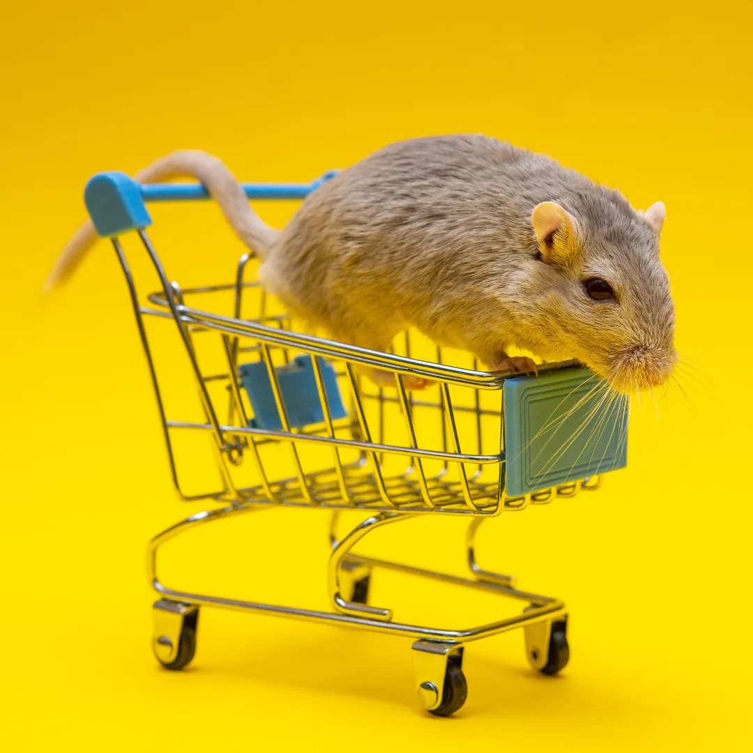 Supermarkt Produkte - Welche Marken machen Tierversuche?