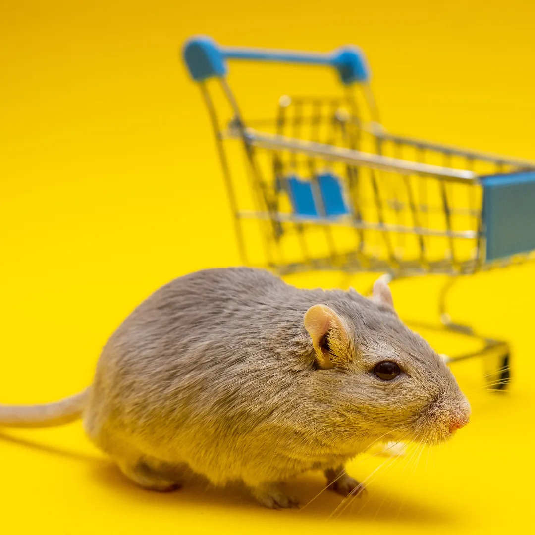 Kosmetik: Welche Firmen machen Tierversuche?