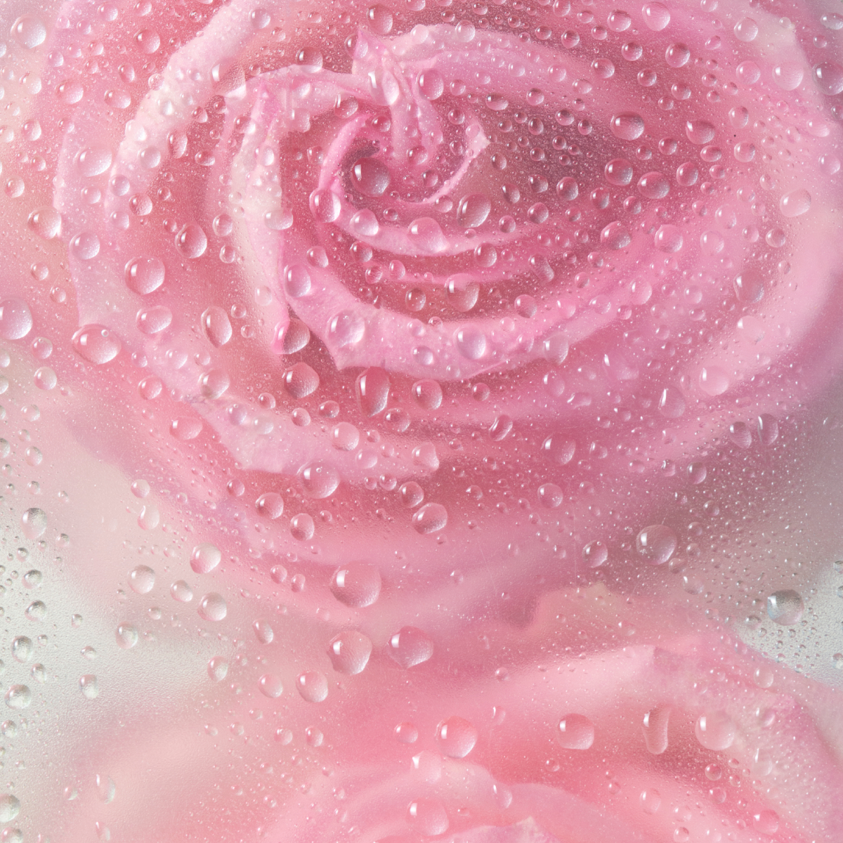 Eines der natürlichen Gesichtswässer ist Rosenwasser. 